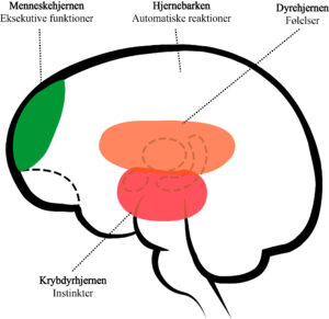 Den tredelte hjerne, krybdyrhjernen, dyrehjernen, menneskehjernen. hjernens opbygning og funktioner er som tre hjerner med hver deres funktion. De forskellige dele er udviklet igennem evolutionen og lagt oven på hinanden: krybdyrhjernen, det limbiske system og hjernebarken (neocortex). De betegnes henholdsvis krybdyrhjernen, dyrehjernen og menneskehjernen